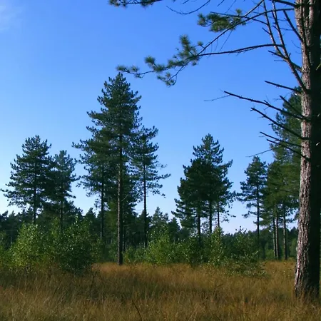 In Netherlands Near Cycling Trails Chalet *